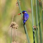 Malachite kingfisher