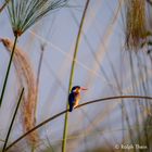 Malachite Kingfisher