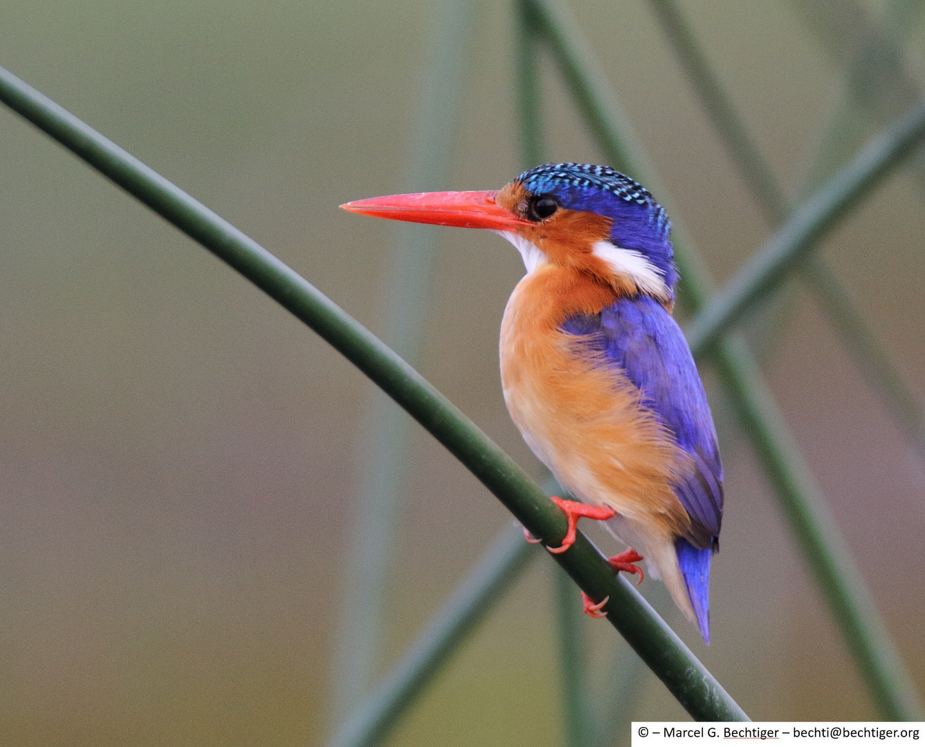 Malachite Kingfisher