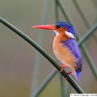 Malachite Kingfisher