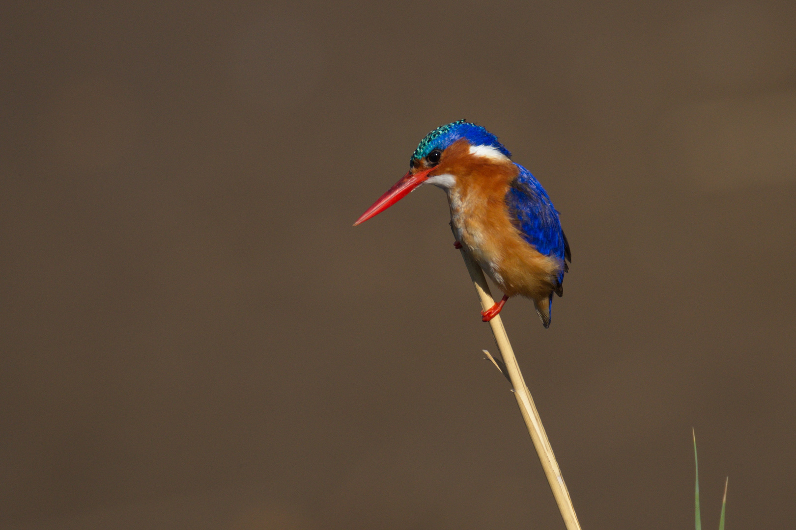 Malachite Kingfisher