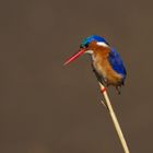 Malachite Kingfisher