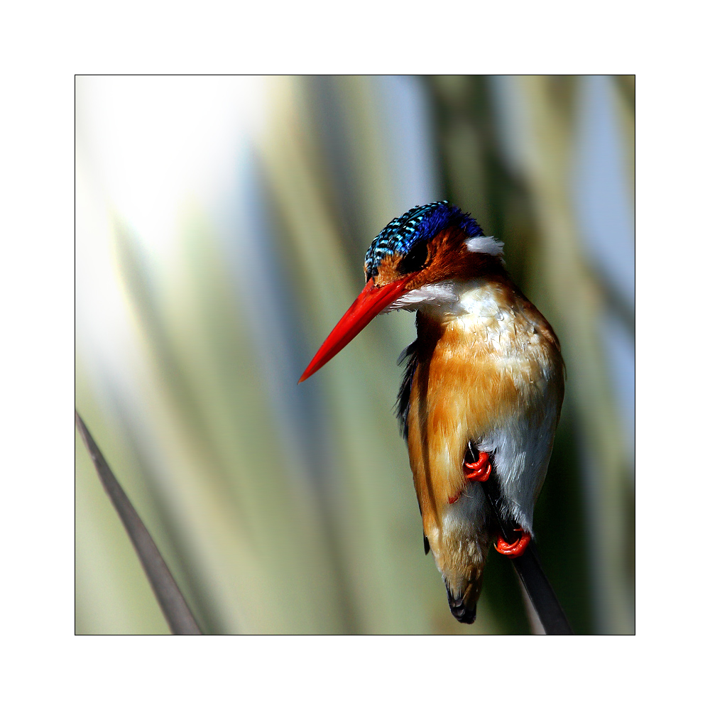 Malachite Kingfisher