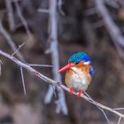 Malachite Kingfisher