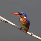 Malachite Kingfisher