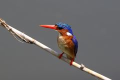 Malachite Kingfisher