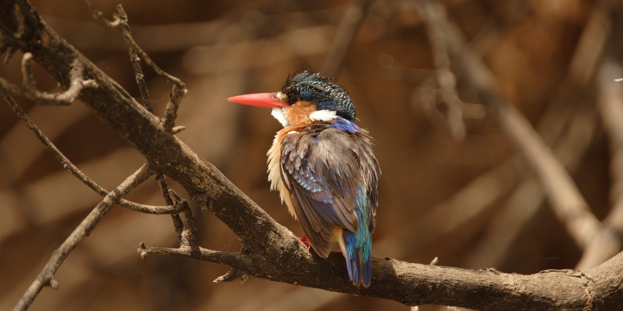 Malachite Kingfisher