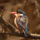 Malachite Kingfisher