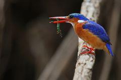 Malachite Kingfisher