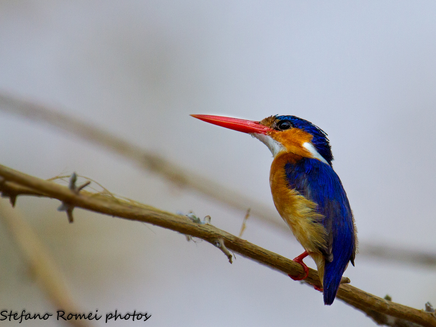 malachite kingfisher