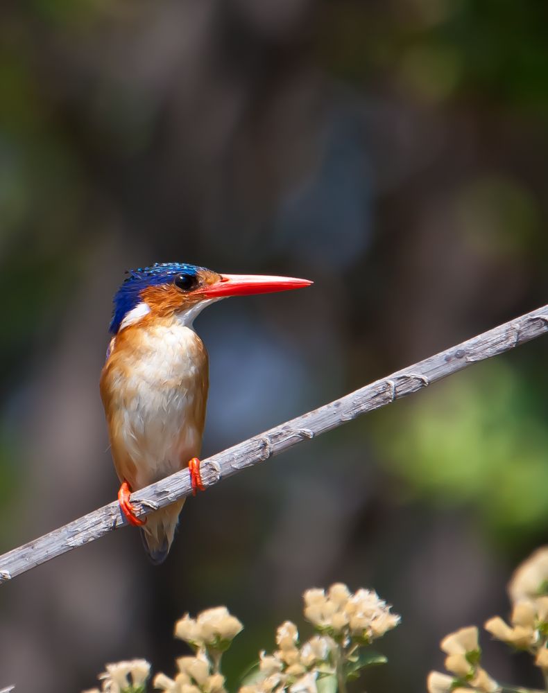 malachite kingfisher