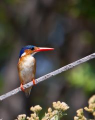 malachite kingfisher