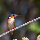 malachite kingfisher