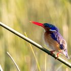 Malachite Kingfisher