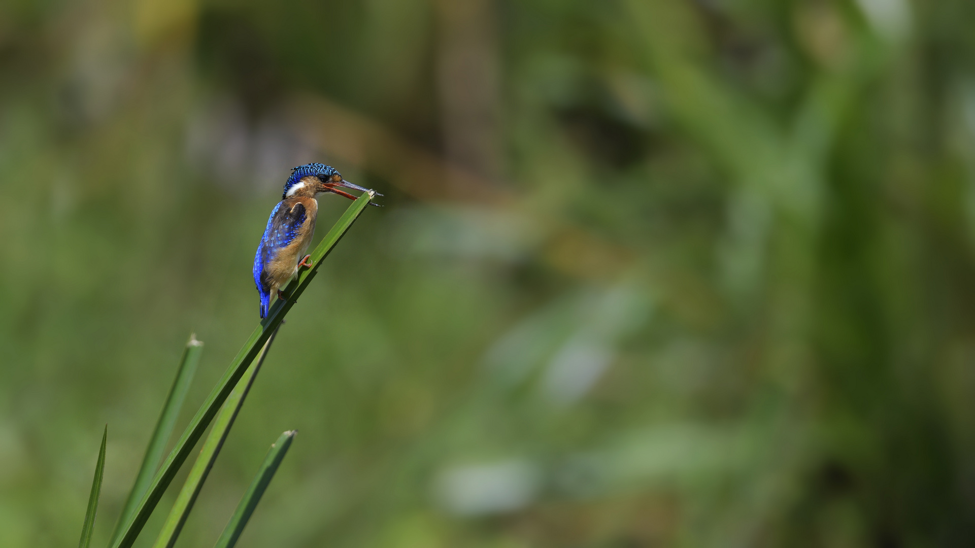 malachite Kingfisher