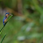 malachite Kingfisher