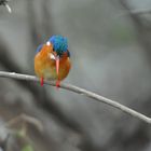 Malachite Kingfisher