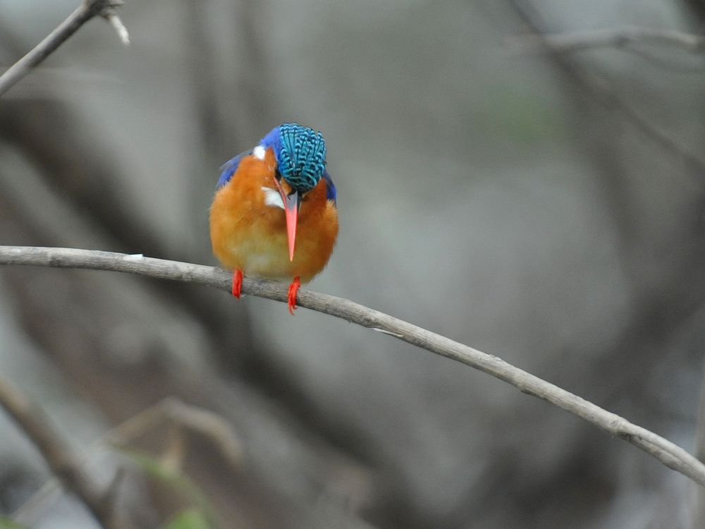 Malachite Kingfisher