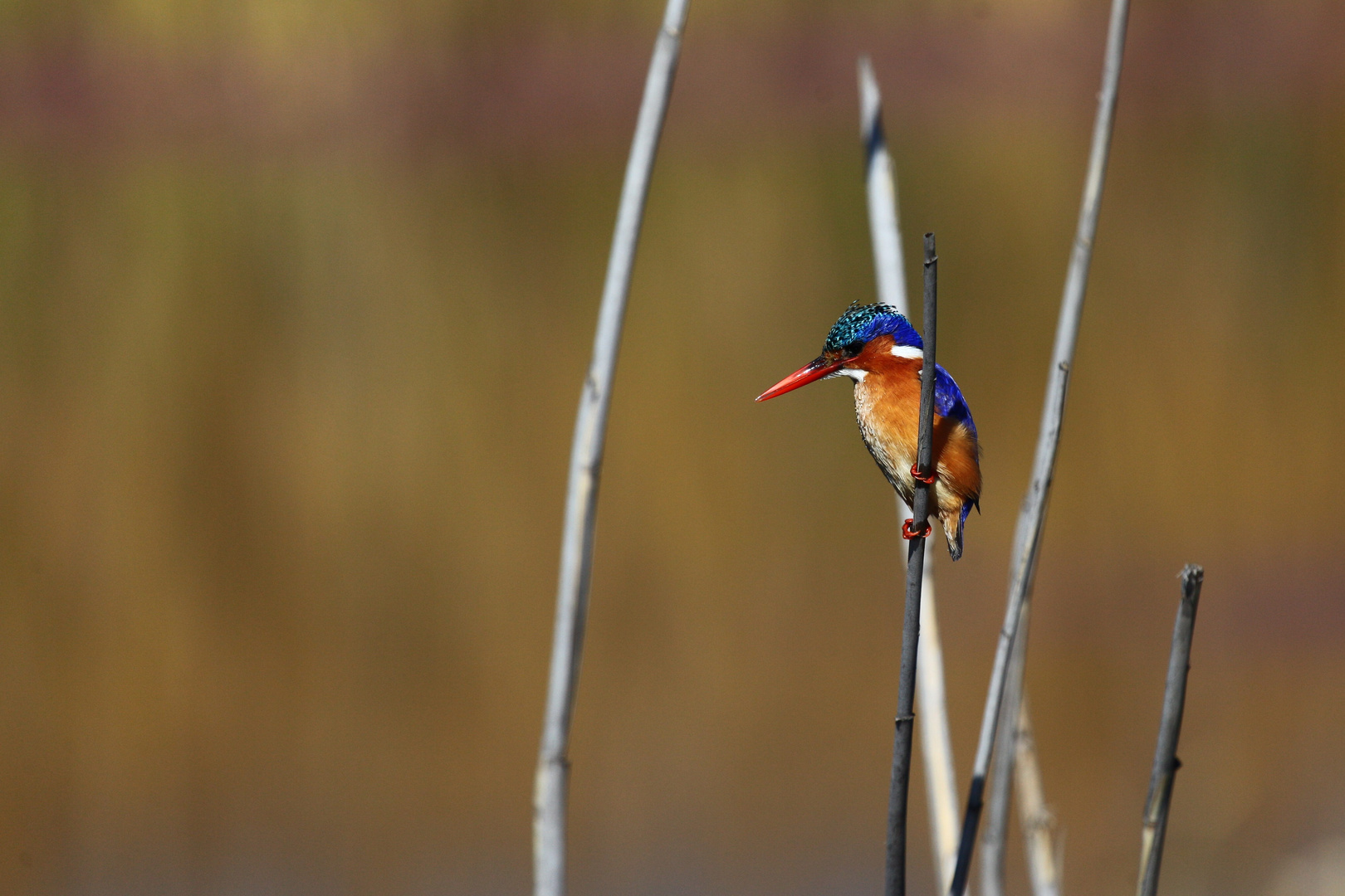 Malachite Kingfisher