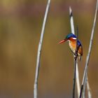 Malachite Kingfisher