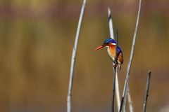 Malachite Kingfisher