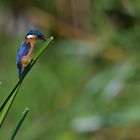 malachite kingfisher