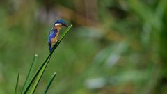 malachite kingfisher