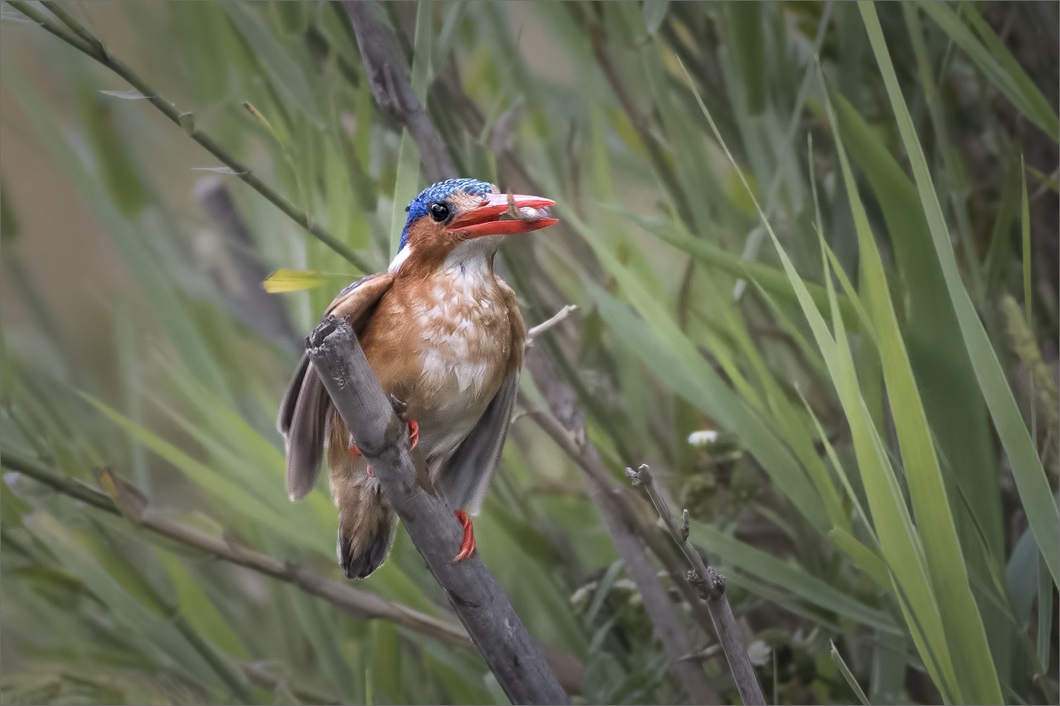 malachite kingfisher