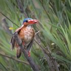 malachite kingfisher