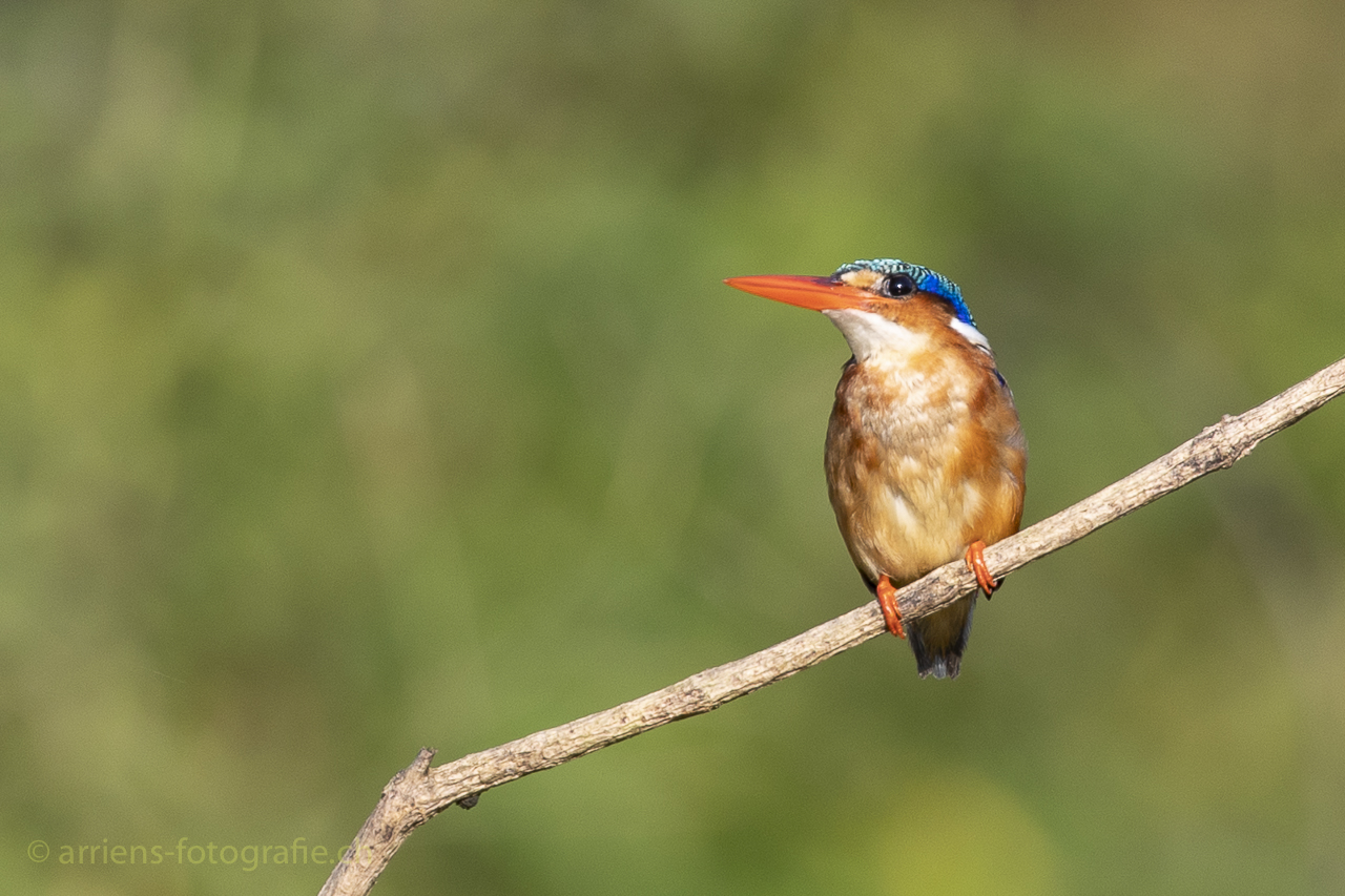 Malachite Kingfisher