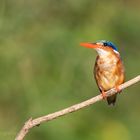 Malachite Kingfisher