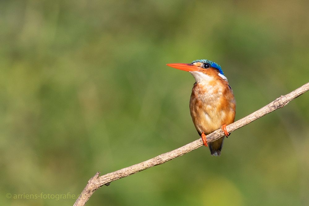 Malachite Kingfisher