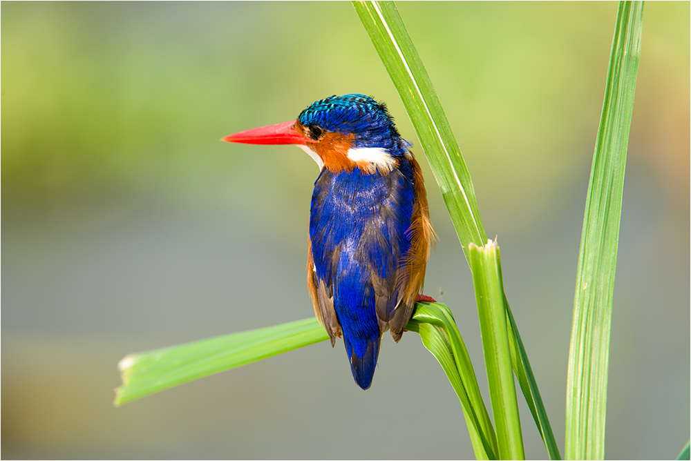 Malachite-Kingfisher