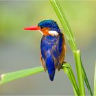 Malachite-Kingfisher