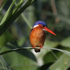 Malachite Kingfisher