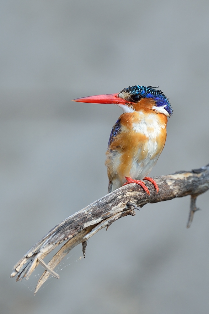 Malachite Kingfisher