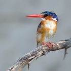 Malachite Kingfisher