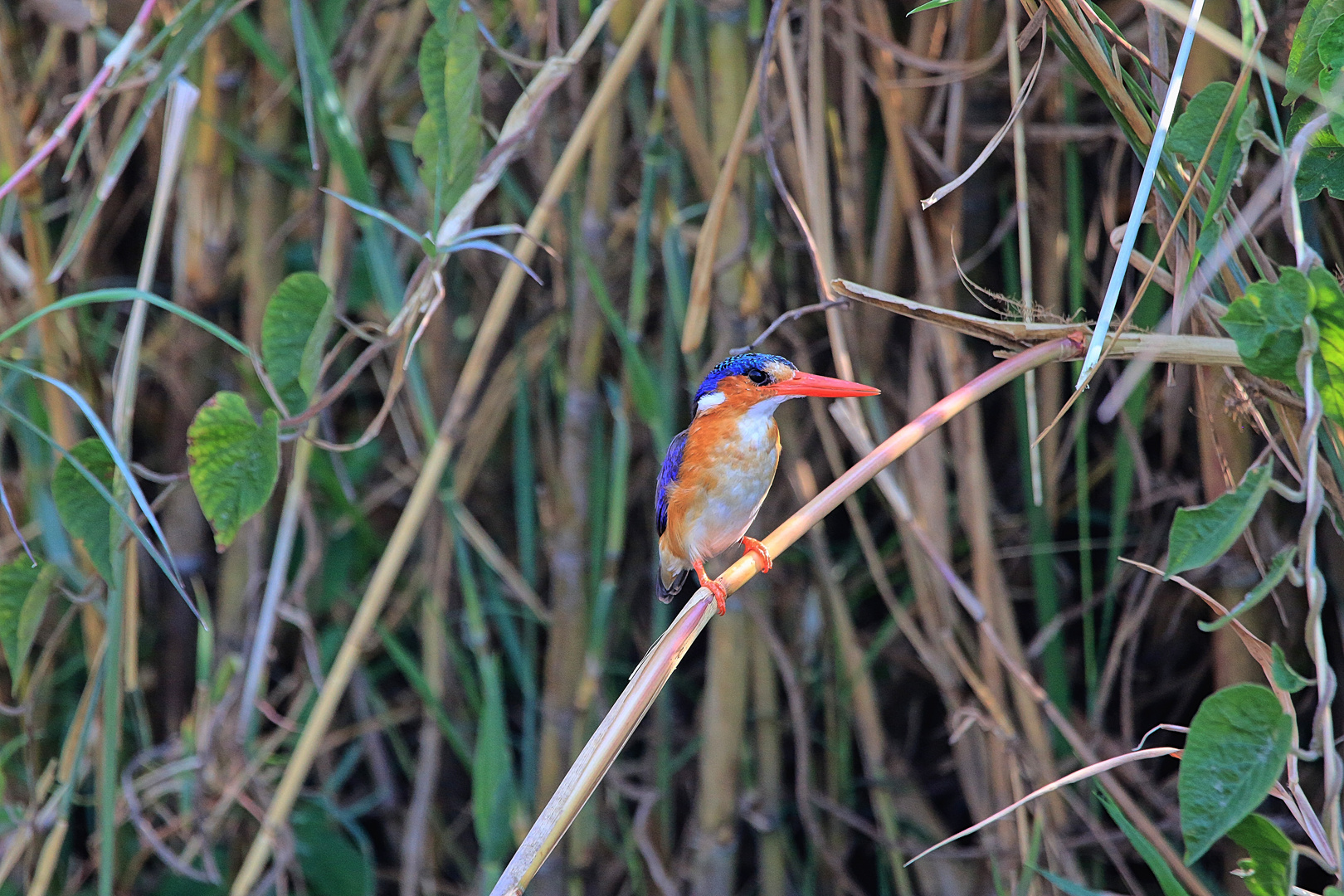 Malachite Kingfisher