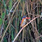 Malachite Kingfisher