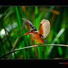 Malachite Kingfisher