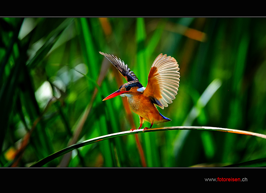 Malachite Kingfisher