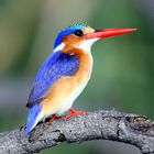 Malachite Kingfisher