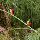 Malachite kingfisher (Haubenzwergfischer)