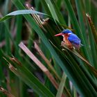 Malachite kingfisher (Haubenzwergfischer) II