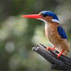 malachite kingfisher (Malachiteisvogel)