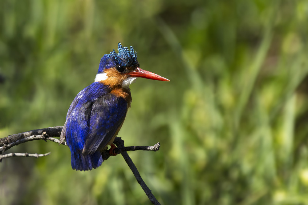 Malachite Kingfisher mit schicker Frisur