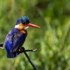 Malachite Kingfisher mit schicker Frisur