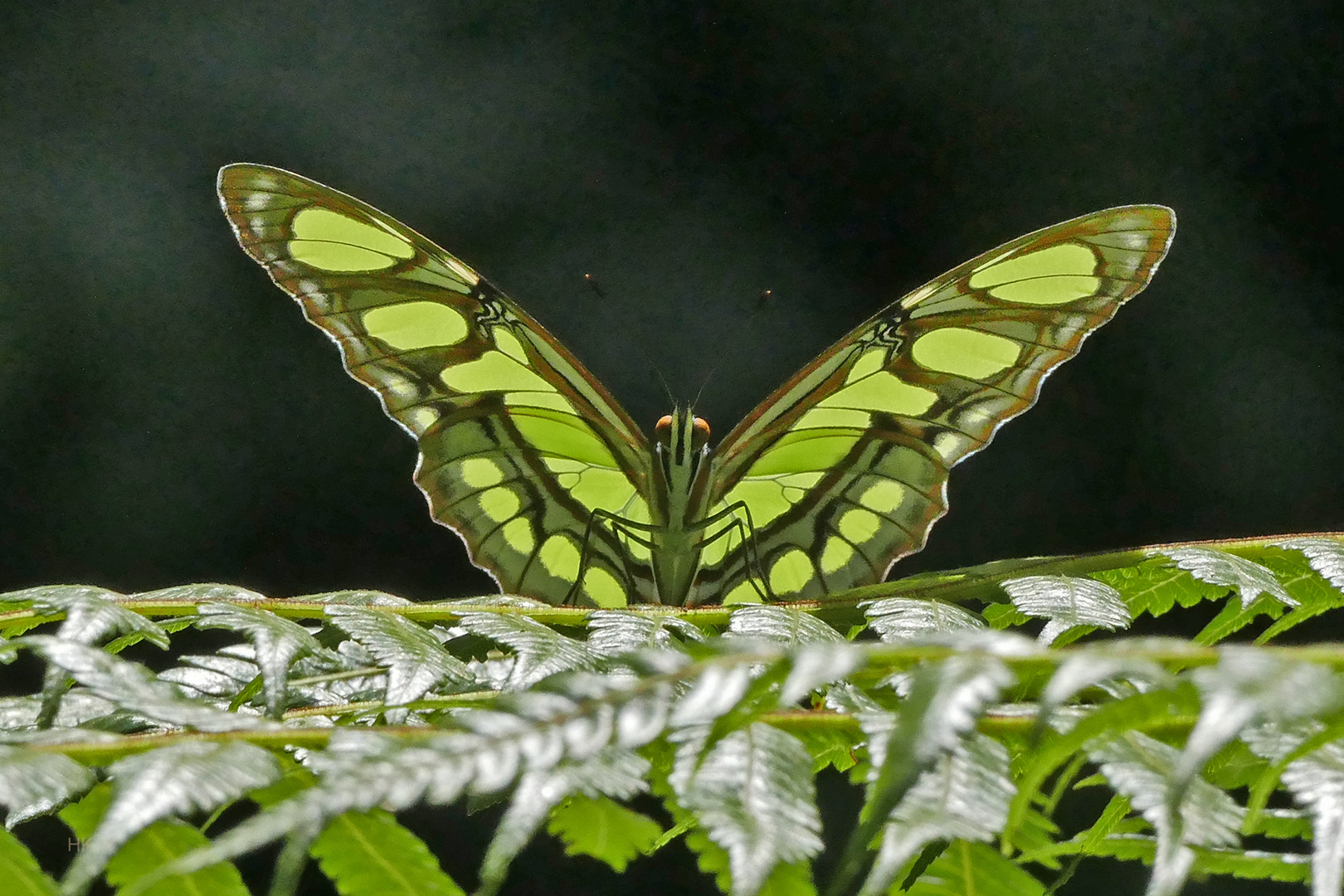 Malachite, Siproeta stelenes