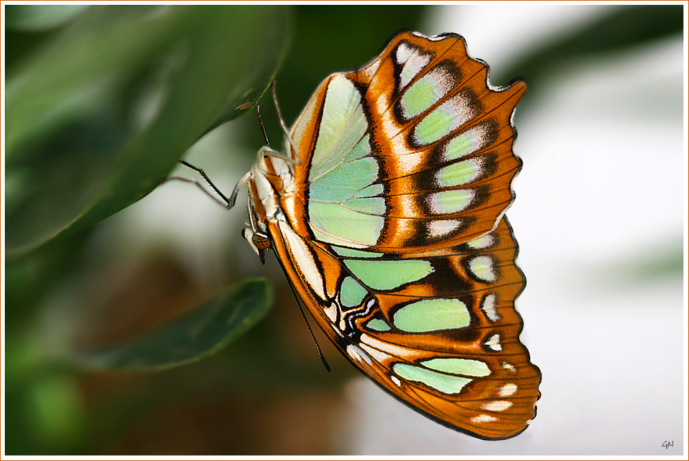 Malachite - Siproeta stelenes  -  Malachit Falter