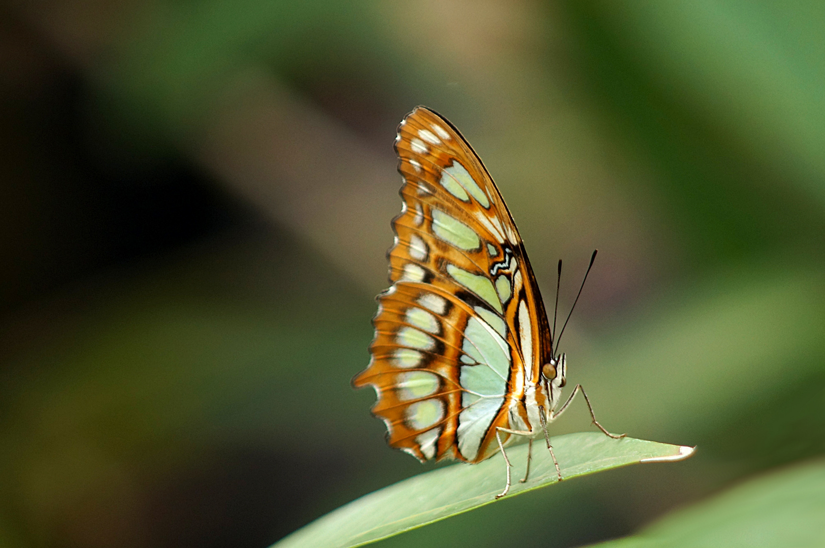 Malachite (Siproeta stelenes) Malachitfalter